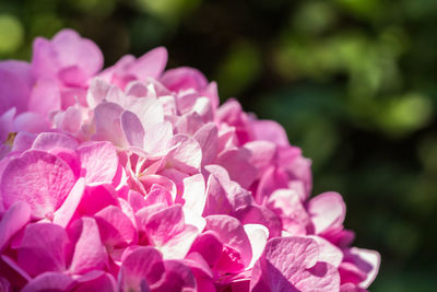 Close-up of pink bougainvillea blooming outdoors