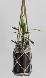 Close-up of plant against white background