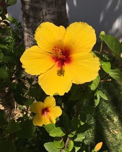 Close-up of yellow hibiscus blooming outdoors