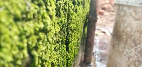 Close-up of moss growing on tree trunk