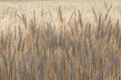 Full frame shot of crops on field