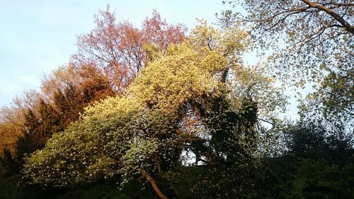 Low angle view of trees against sky