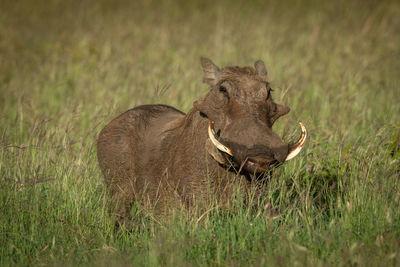 Common warthog stands watching camera in grass