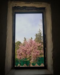 Low angle view of pink flowering tree against sky seen through window