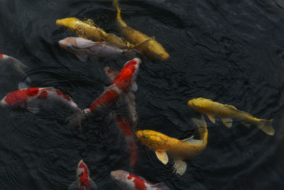 High angle view of koi carps swimming in lake