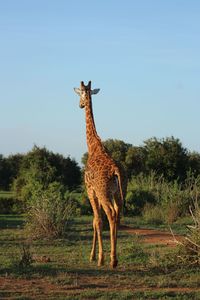 Giraffe standing on grass against clear sky