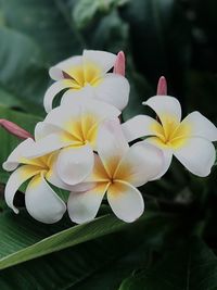 Close-up of frangipani blooming outdoors