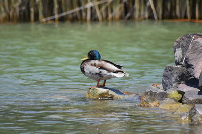 Duck swimming in lake