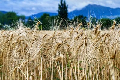 Close-up of stalks in field