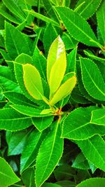 Close-up of green plant