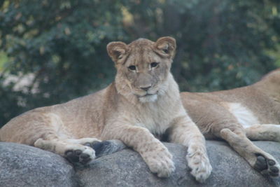 Portrait of a young lion resting