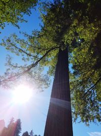 Low angle view of trees against sky on sunny day