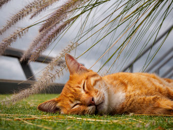 Close-up of a cat