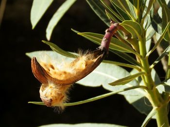 Close-up of insect on plant