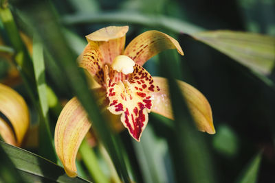 Close-up of flowers