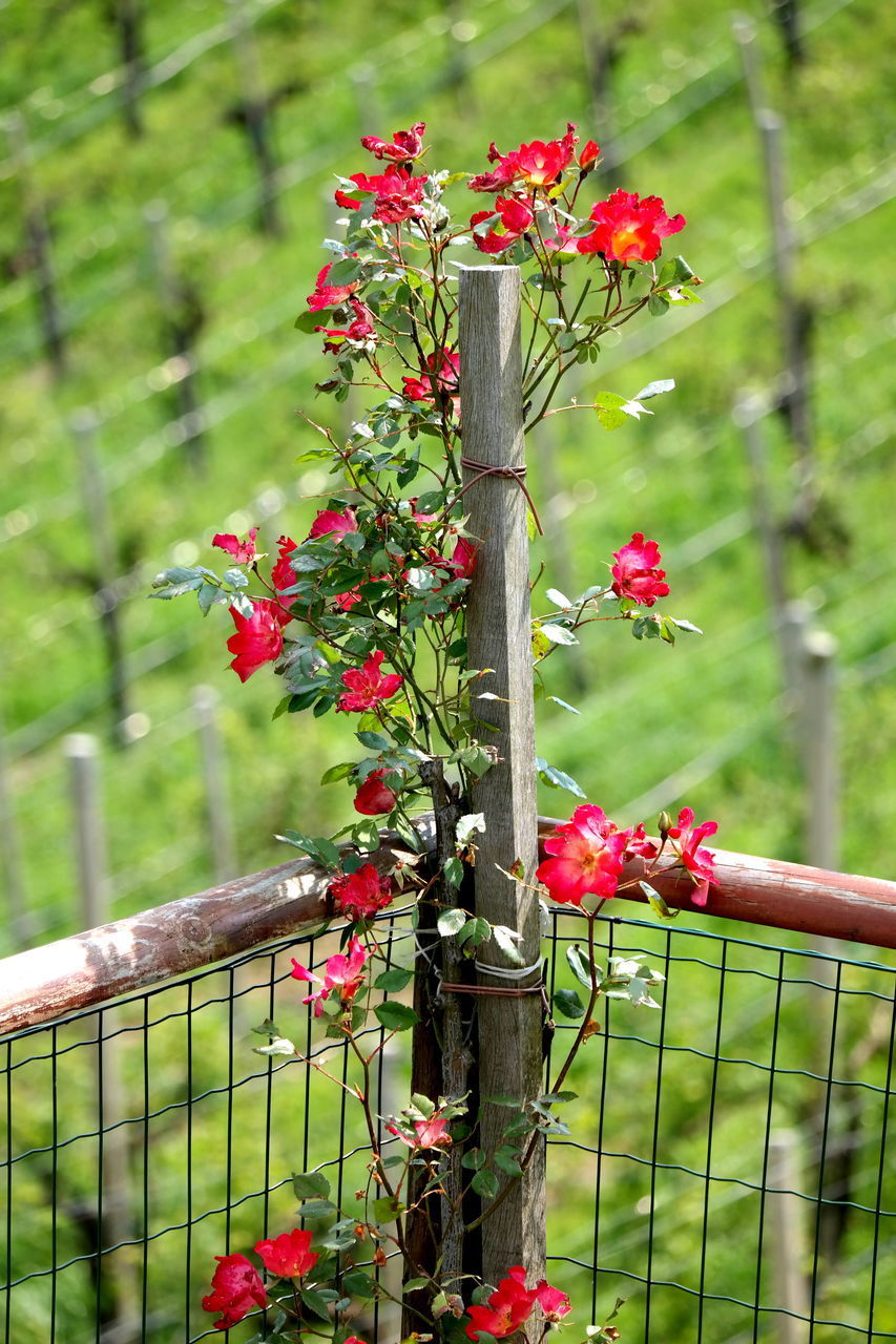 CLOSE-UP OF RED FLOWERING PLANT IN FENCE