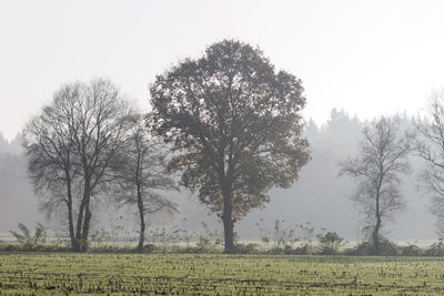 Bare trees on field against clear sky