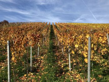 View of vineyard against sky