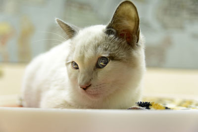Close-up portrait of a cat