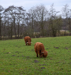 Sheep grazing in a field