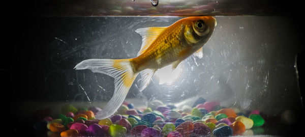 Close-up of fish swimming in tank