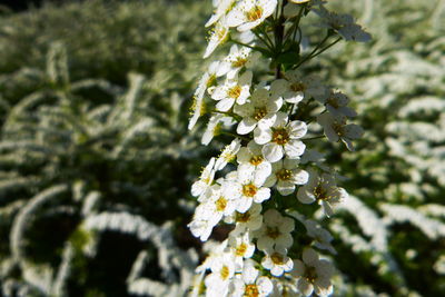 Close-up of white flowering plant