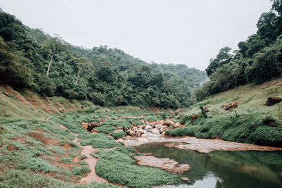 Scenic view of forest