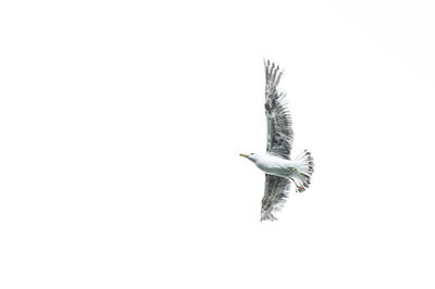 Low angle view of birds flying over white background
