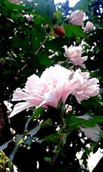 Close-up of pink flowers blooming outdoors