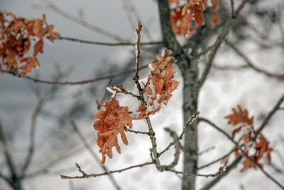 Close-up of snow on tree during winter