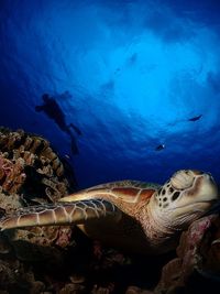 Man swimming in sea