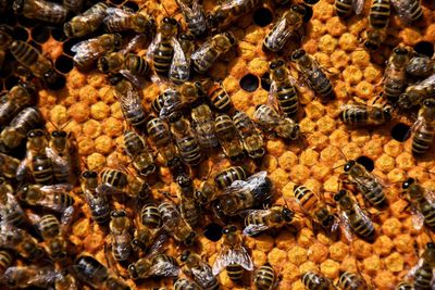 High angle view of bee on leaf