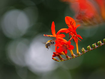 Close-up of bee pollinating on flower