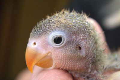 Close-up of fish