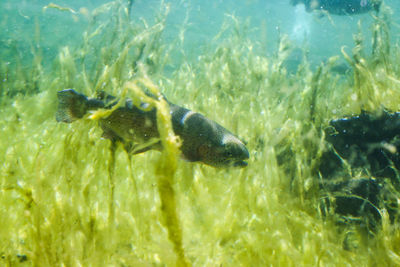 Fish swimming in aquarium