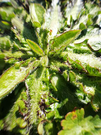 Macro shot of green leaves