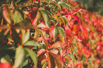 Close-up of red flowers