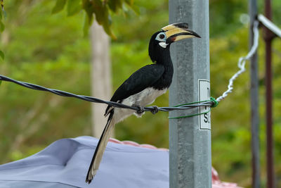 Close-up of bird perching on wooden post