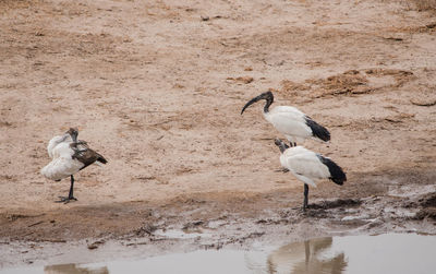 Birds perching on shore