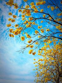 Low angle view of tree against sky