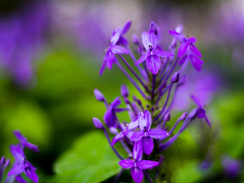 Close-up of purple flowers blooming outdoors