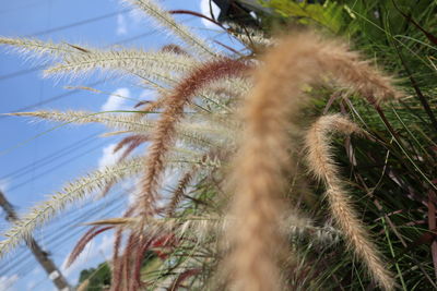 Low angle view of stalks in field against sky