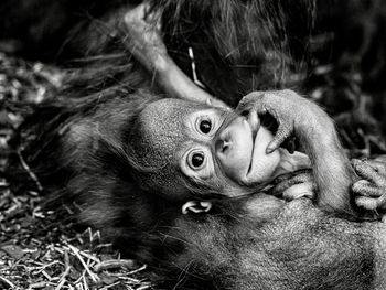 Bw portrait of orang utan cub kendari in the vienna zo