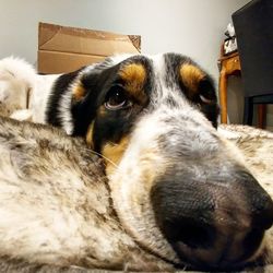 Close-up portrait of dog at home