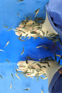 Close-up of fishes swimming in sea