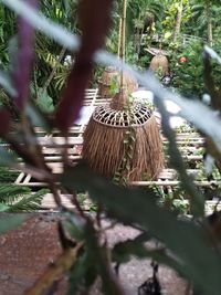 Close-up of plants growing on land