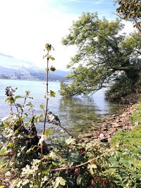 Scenic view of lake against sky