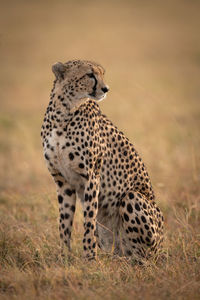 Cheetah sitting on field in zoo