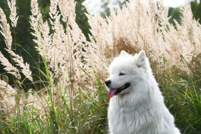 White dog looking away on field