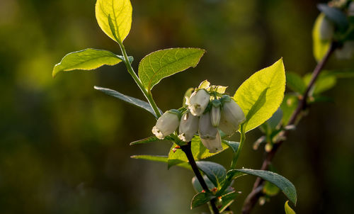 Bluberry plant in bloom